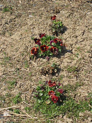 pansy mulched